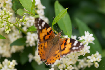 Fototapeta na wymiar butterfly Vanessa cardui on a flower
