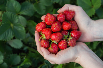 Women's hands hold a handful of fresh strawberries