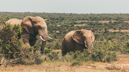 Adult elephant and baby elephant walking together in Addo National Park, South Africa