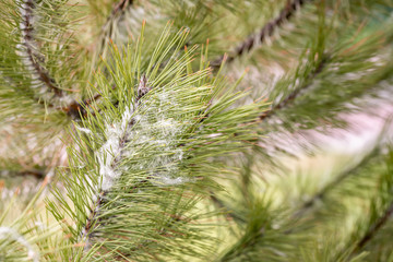 Poplar seeds trapped in pine needles at the start of spring