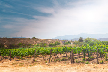 Fototapeta na wymiar Growing grape on a vineyard in South Africa