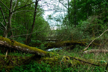 Puszcza stary las zielony stare drzewa mokradła © Dariusz