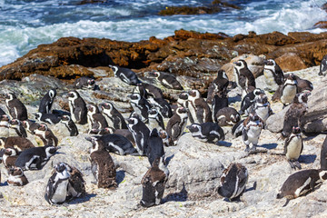 Obraz premium African penguin colony at Stony point in Betty's bay, South Africa