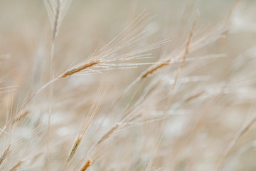 Beautiful light nature blurred background