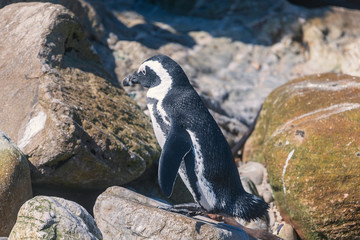 African penguin at penguin colony in Betty's bay, South Africa