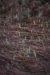 Fresh grass