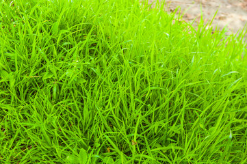 Green grass in the background