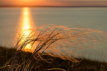 Feather grass on sunrise background