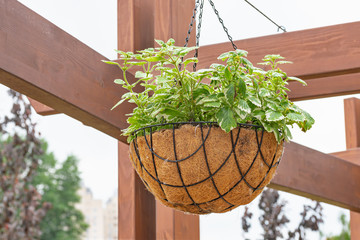 Plectranthus madagascariensis in a hanging garden, in the Natalka park of Kiev, Ukraine
