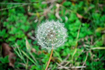 A fluffy dandelion seedhead in a grass field