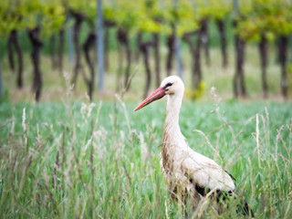 Stork in a meadow