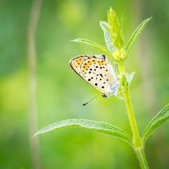 Butterfly painted lady