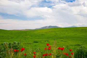 Poppies Beautiful flowering meadow of poppies in the rays of the setting sun.