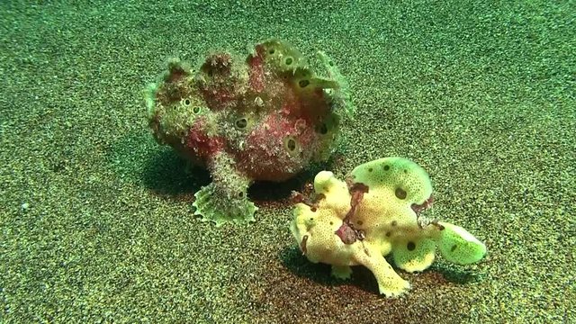 run,frogfish,run