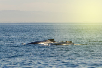 Obraz premium Two humpback whale in Monterey bay, California