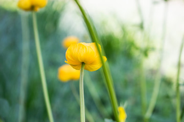 Obraz premium Colorful yellow globe-flowers with green leaves. Green blured grass.