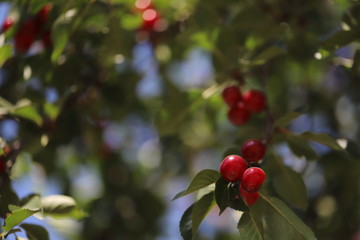 Red and sweet cherries on a branch. Beautiful cherry tree. 