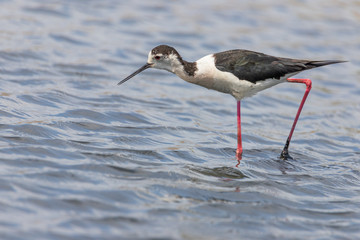 black-winged stilt  Scientific name: - Himantopus himantopus