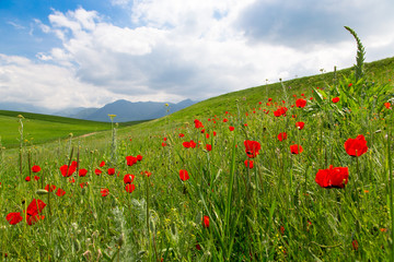Poppies Beautiful flowering meadow of poppies in the rays of the setting sun.