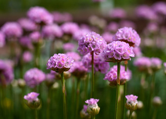 beautiful flowers in nature in the botanical garden