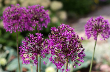 Fototapeta premium beautiful flowers in nature in the botanical garden