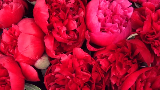 Beautiful red peony flowers opening. Blooming bouquet of red peonies opening closeup over black. Timelapse 4K UHD video footage. 3840X2160