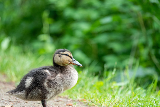 very small mallard ducklings walk along the path along the lake