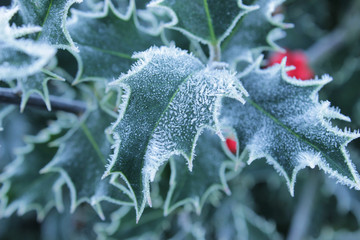 Stechpalme, Blätter mit Eiskristallen     