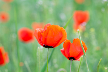 Poppies Beautiful flowering meadow of poppies in the rays of the setting sun.