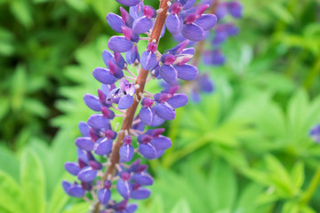 Obraz premium Colorful summer wildflower lupine close up photo.