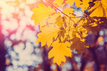 Fototapeta na wymiar Autumn tree leaves