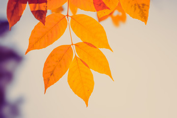 Autumn orange tree leaves