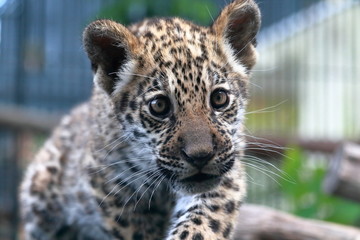 Fototapeta na wymiar ジャガーの赤ちゃん