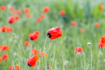 Poppies Beautiful flowering meadow of poppies in the rays of the setting sun.