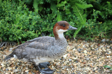 Redhead smew duck