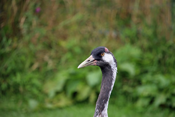 Naklejka premium Common or Eurasian crane