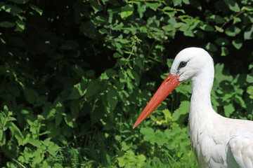 White stork portrait