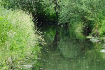 Ruhige, grüne Flusslandschaft