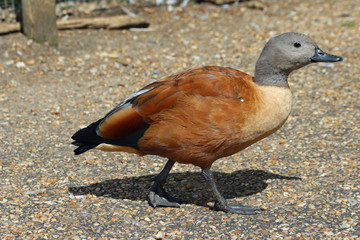 Cape or South African Shelduck