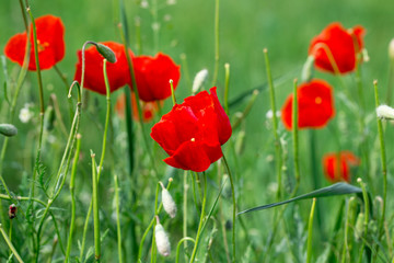 Poppies Beautiful flowering meadow of poppies in the rays of the setting sun.