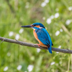 Isolated close up of a single king fisher bird in the wild- Danube Delta Romania