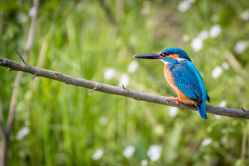 Isolated close up of a single king fisher bird in the wild- Danube Delta Romania