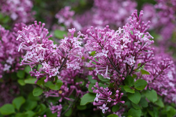 Obraz premium piękne kwiaty w przyrodzie w ogrodzie botanicznym