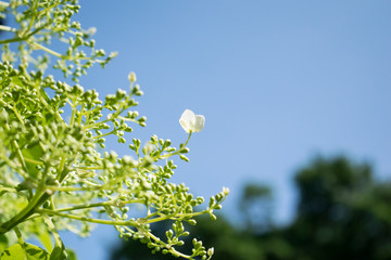 Light green plant with white flower and dark green trees.