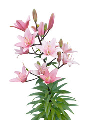 beautiful pink lily flower