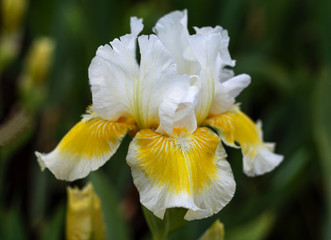 Fototapeta premium beautiful flowers in nature in the botanical garden