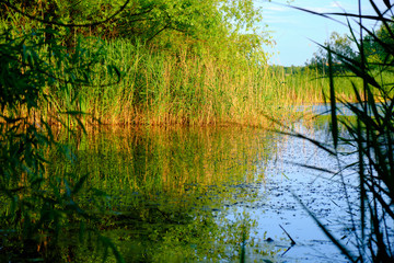 Fototapeta na wymiar Lake scene in Vacaresti Nature Park (Parcul Natural Vacaresti) in Bucharest, Romania, in the evening.