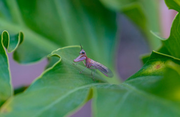 Baby Preying Mantis