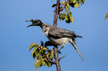Friar Bird on a Branch