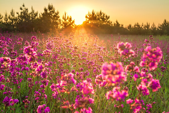 spring landscape with blooming purple flowers in meadow and sunrise